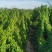 【推荐】甘肃麻山药量大从优一条龙服务保质保量现挖现发