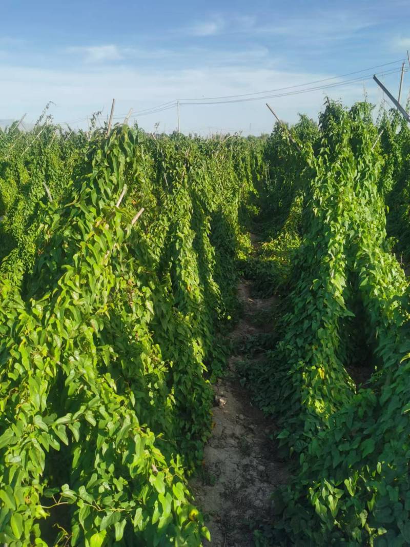 【推荐】甘肃麻山药量大从优一条龙服务保质保量现挖现发
