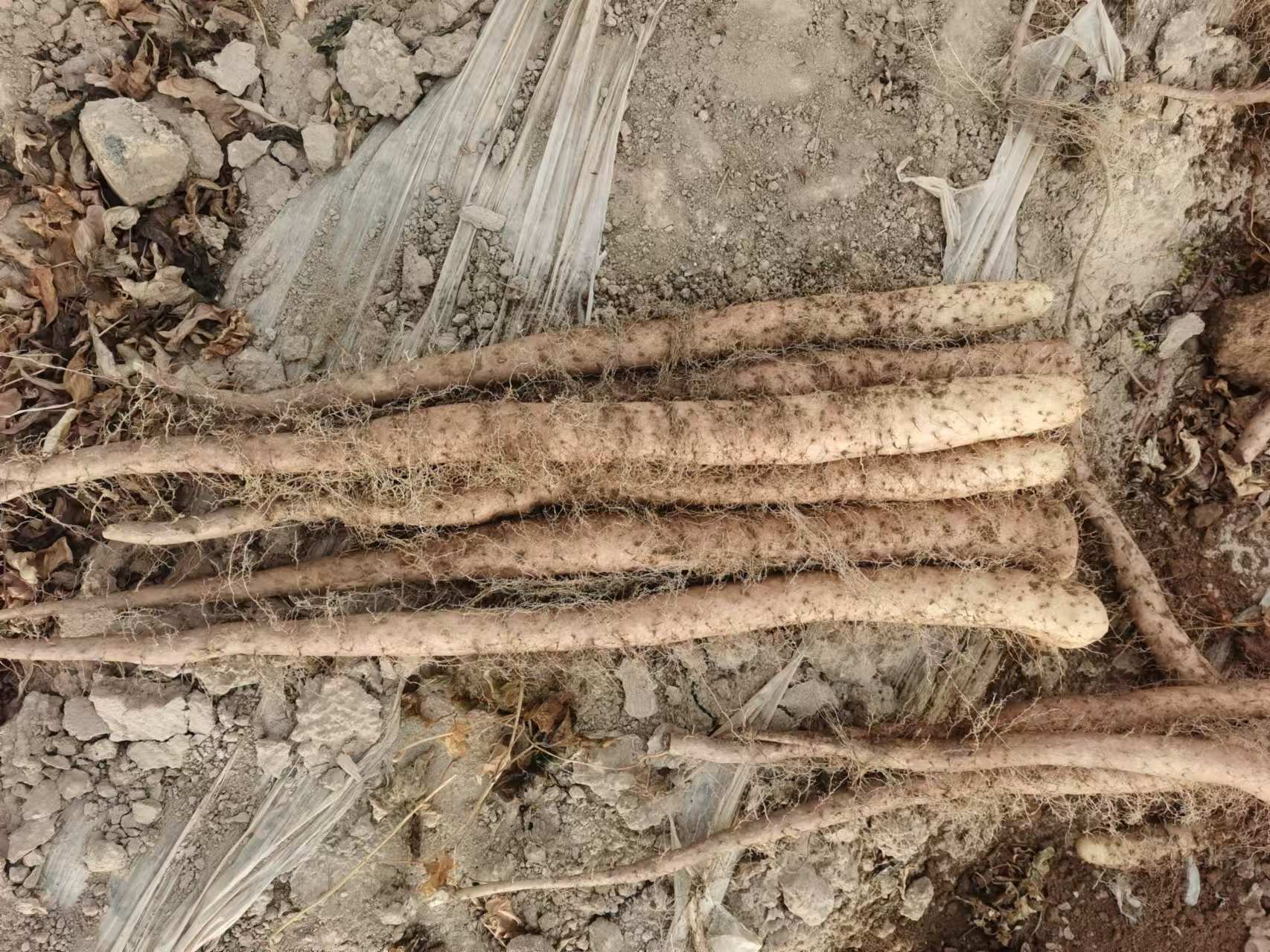 一根新鲜山药的表皮上生长出多条细长、乳白色的根须,根须分布不均但无腐烂迹象,背景为木质菜板,光线自然柔和 山药表面长出细小白须的特写镜头