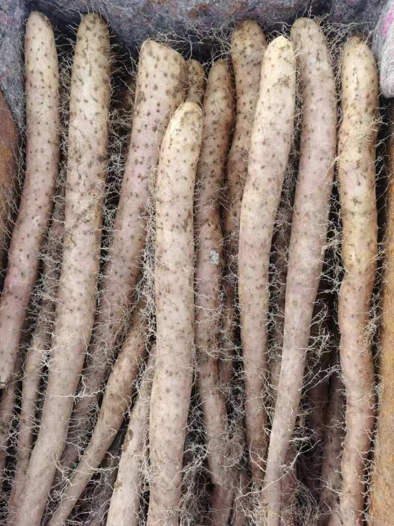 【推荐】甘肃麻山药量大从优一条龙服务保质保量现挖现发
