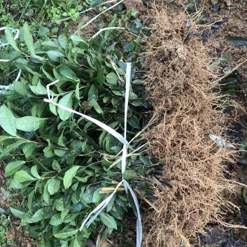 四川蒙山9号茶苗，规格齐全，一手货源可视频看货代发全国