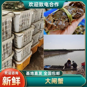 大闸蟹河蟹螃蟹清水蟹一手货源基地直发全国包邮
