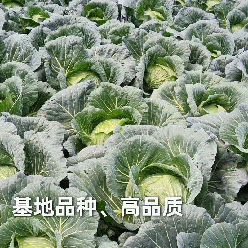 【推荐】四川寒将军甘蓝保质保量圆包菜对接全国