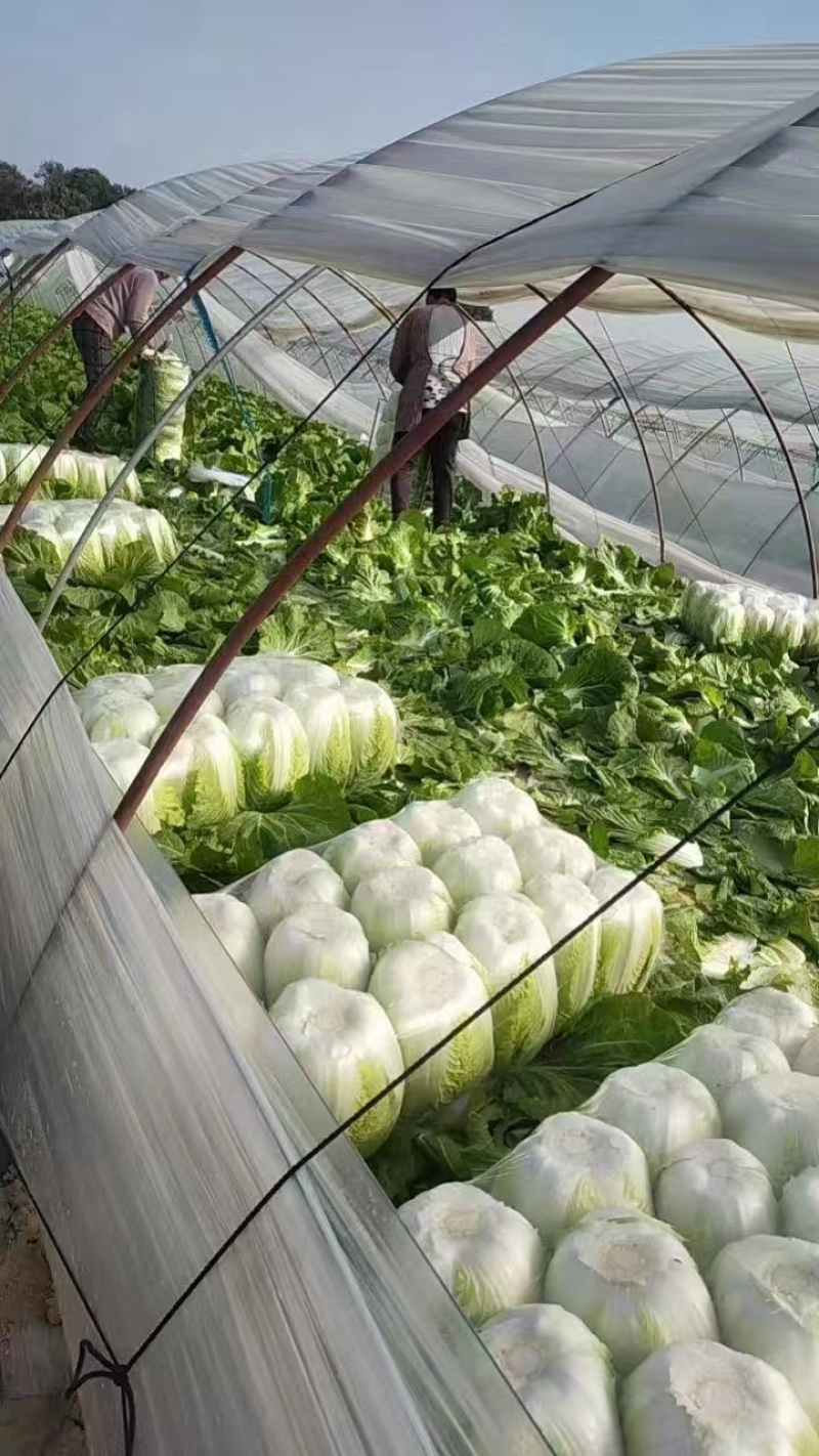 【推荐】四川黄心白菜对接商超团购供应链等量大从优