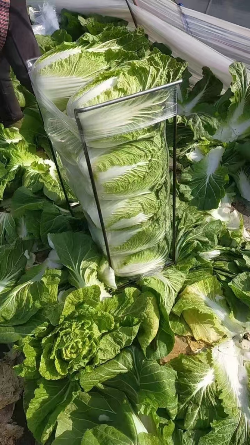 【推荐】四川黄心白菜对接商超团购供应链等量大从优