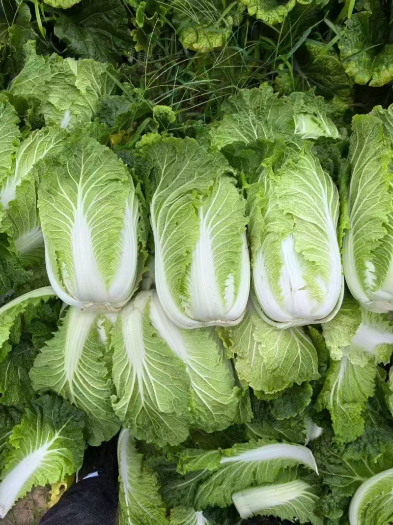 【推荐】四川黄心白菜对接商超团购供应链等量大从优