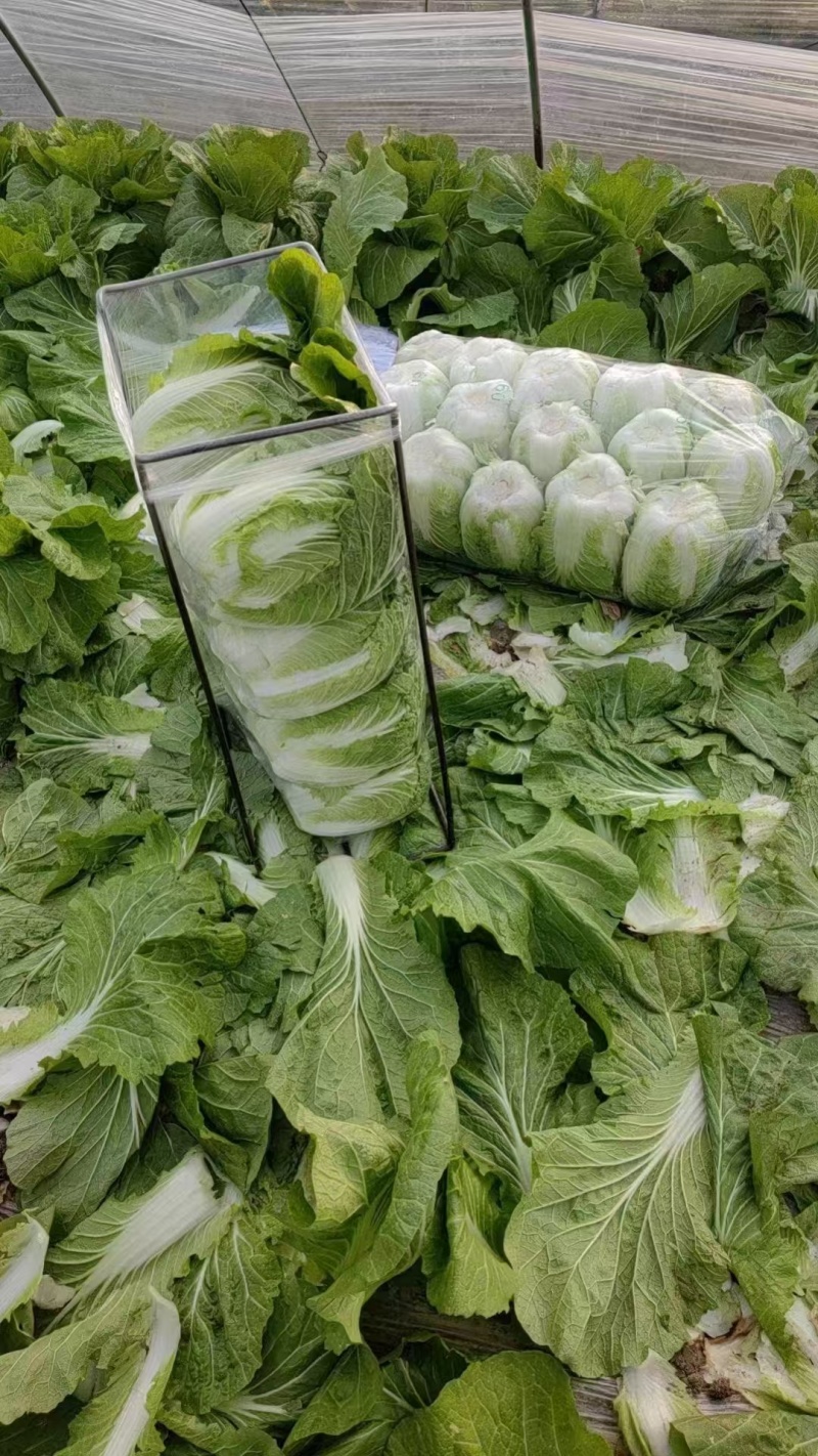 【推荐】四川黄心白菜对接商超团购供应链等量大从优