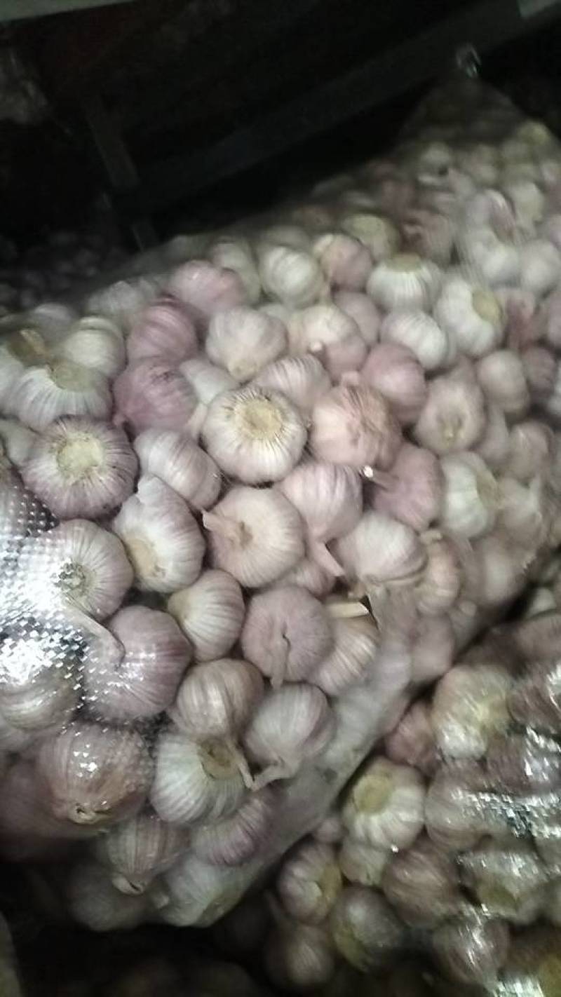 大家好，我是做江苏省邳州市精品红蒜，货源充足质量**