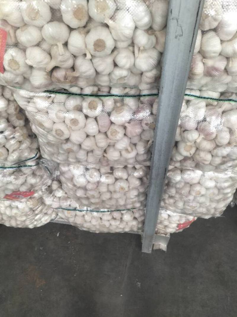 大家好，我是做江苏省邳州市精品红蒜，货源充足质量**