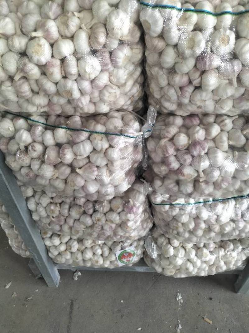 江苏省邳州市精品红蒜