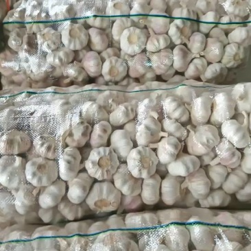 江苏省邳州市精品红蒜