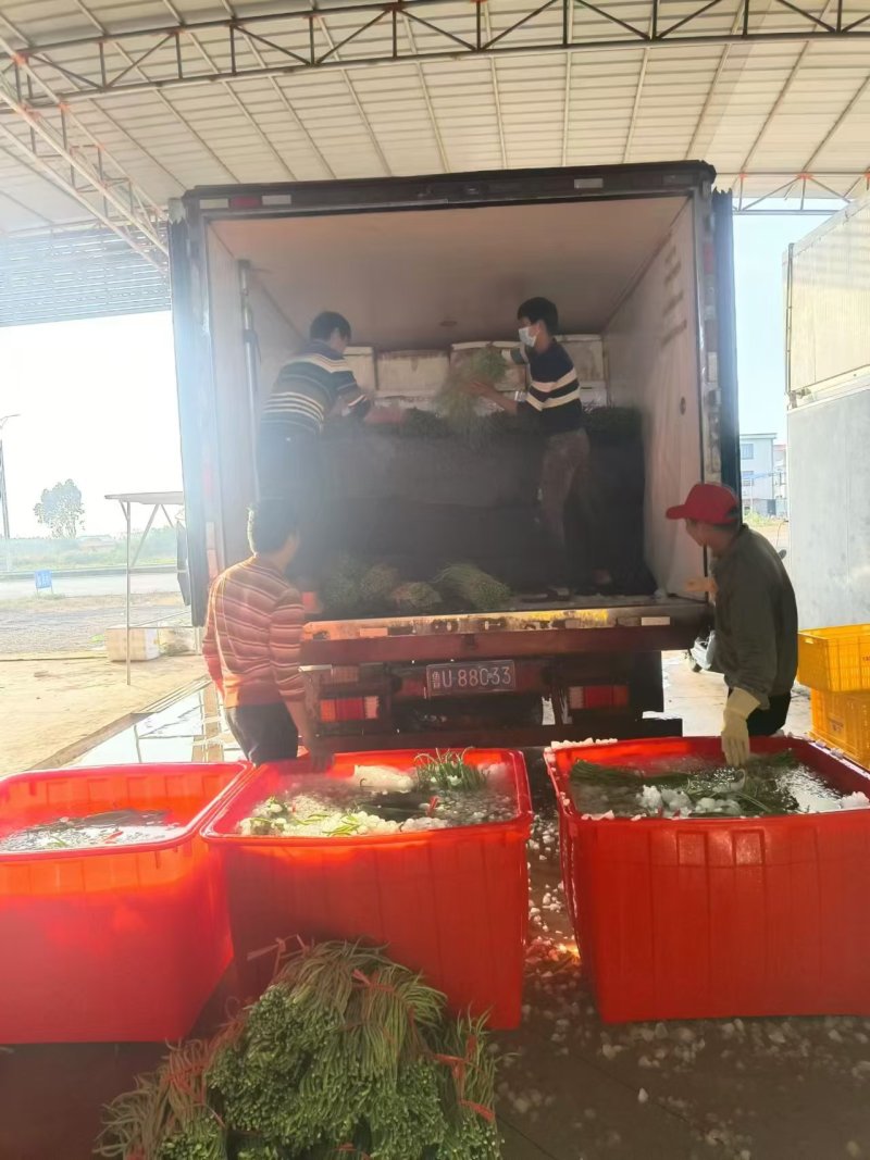 广东长豆角新鲜上市，量大从优，价格美丽，欢迎咨询