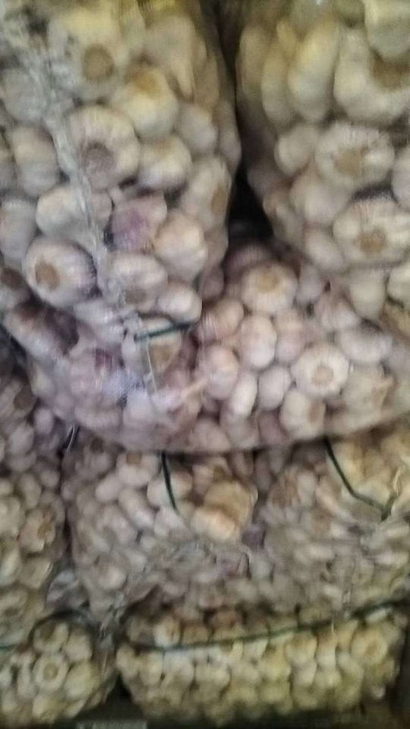 江苏省邳州市精品红蒜