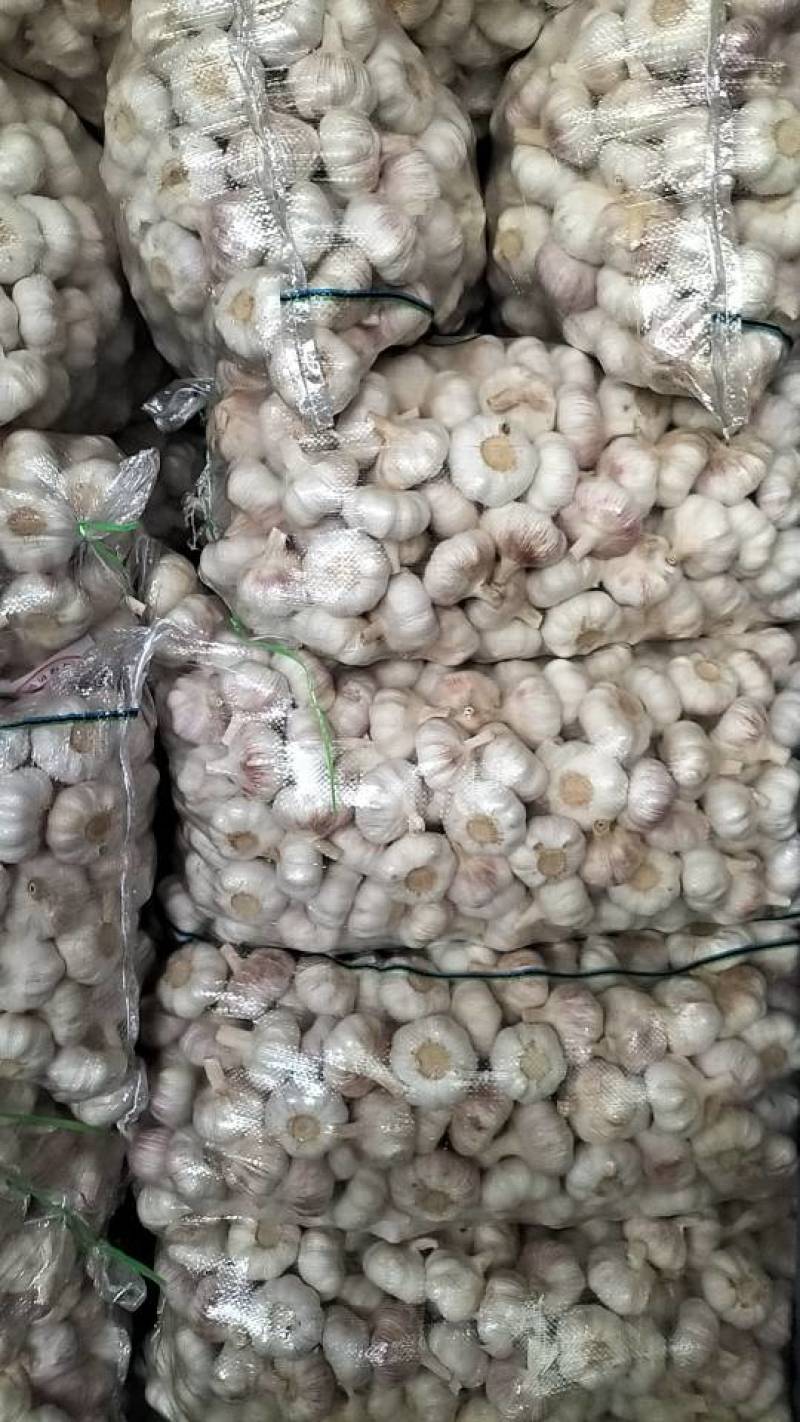 江苏省邳州市精品红蒜
