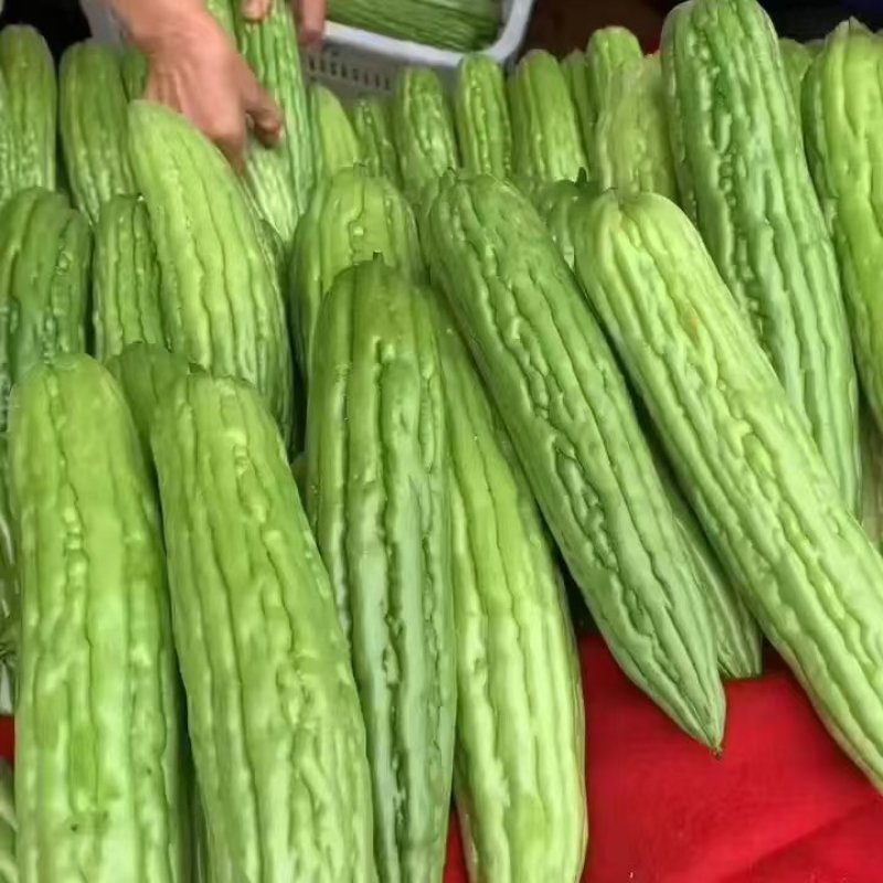 广东湛江苦瓜，大量上市，产地直发，保质保量，欢迎咨询