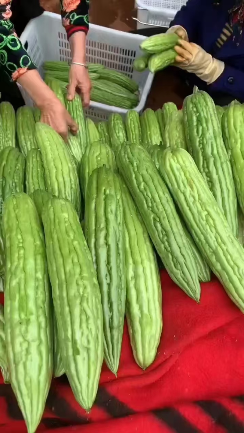 广东湛江苦瓜，大量上市，产地直发，保质保量，欢迎咨询
