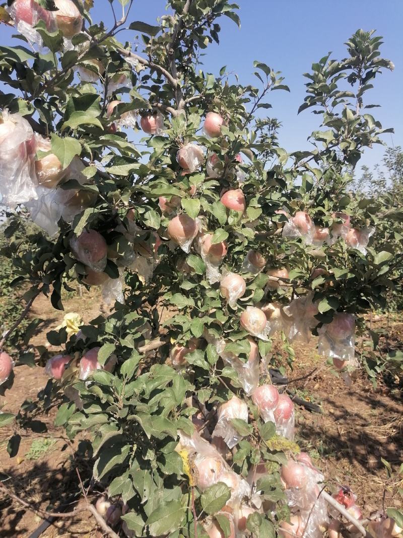 开封苹果纯沙地红富士苹果甘甜酥脆价格实惠欢迎联系