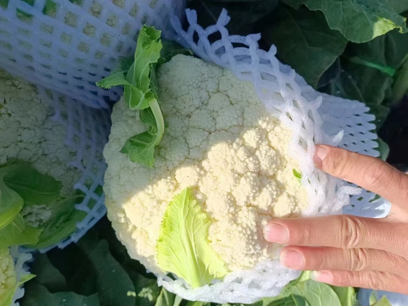 云南曲靖白花菜松花大量有货质量保证需要的老板联系