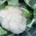 云南曲靖白花菜松花大量有货质量保证需要的老板联系