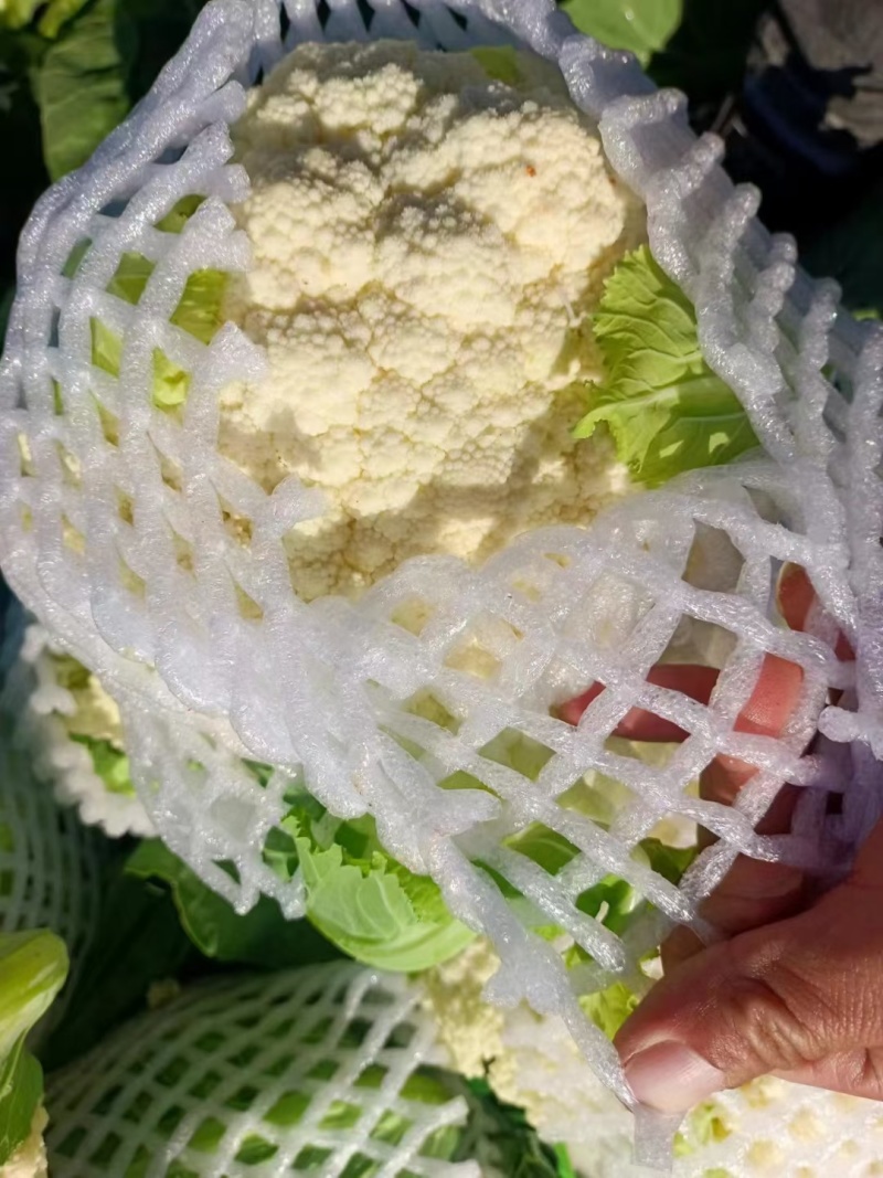 云南曲靖白花菜松花大量有货质量保证需要的老板联系