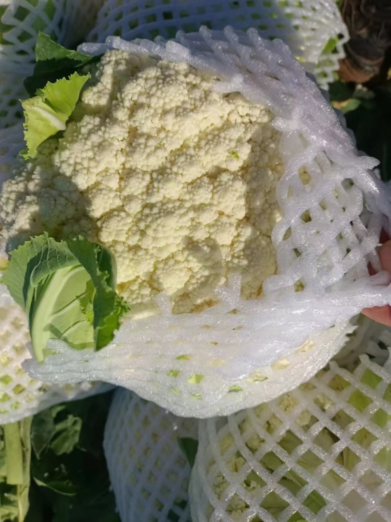 云南曲靖白花菜松花大量有货质量保证需要的老板联系