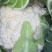 云南曲靖白花菜松花大量有货质量保证需要的老板联系