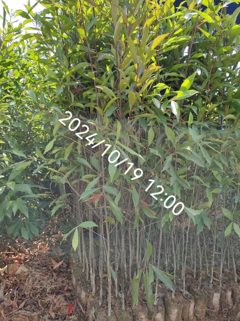 山杜英苗
