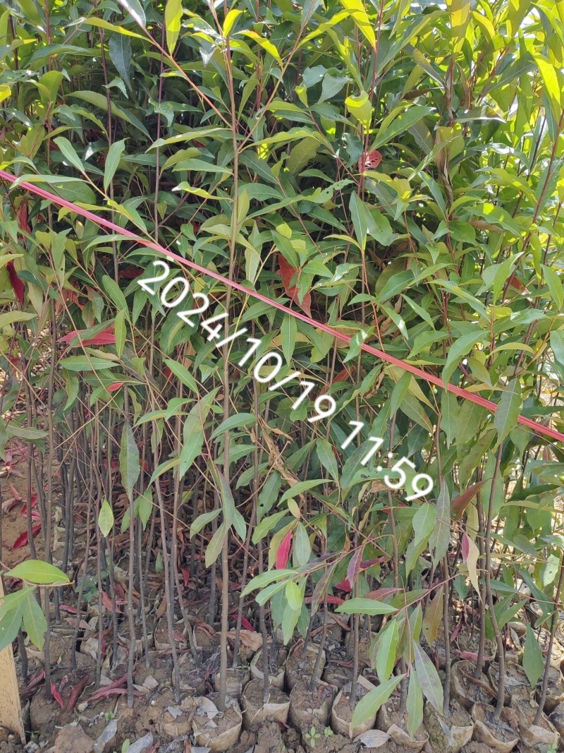 山杜英苗