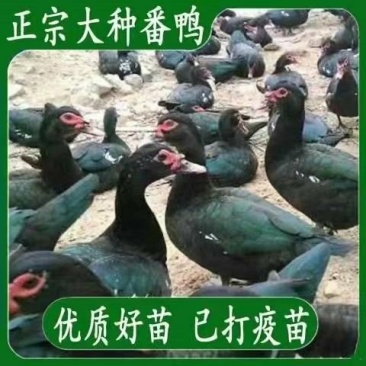 买15送15只路损黑番鸭正宗红头鸭苗西洋鸭小体飞鸭