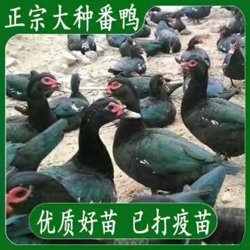 买15送15只路损黑番鸭正宗红头鸭苗西洋鸭小体飞鸭