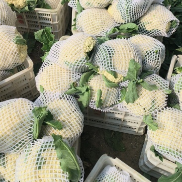 【精品】有机花菜，散花菜。花菜，河南中牟产地