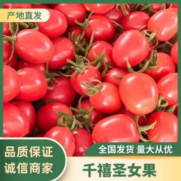 【热卖】山东莘县圣女果产地千禧贝贝圣女果价优欢迎