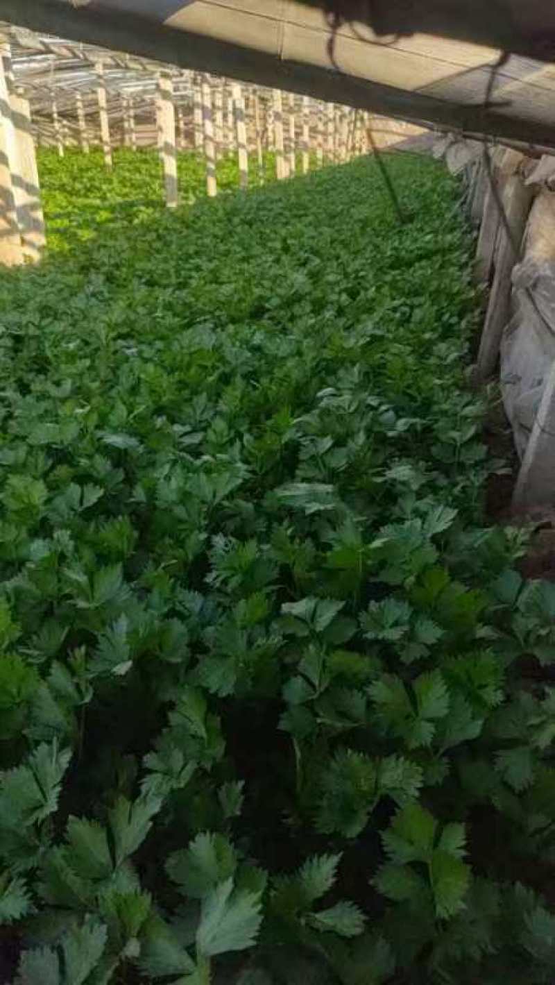 精品芹菜货源充足量大从优质量保证诚信经营欢迎咨询