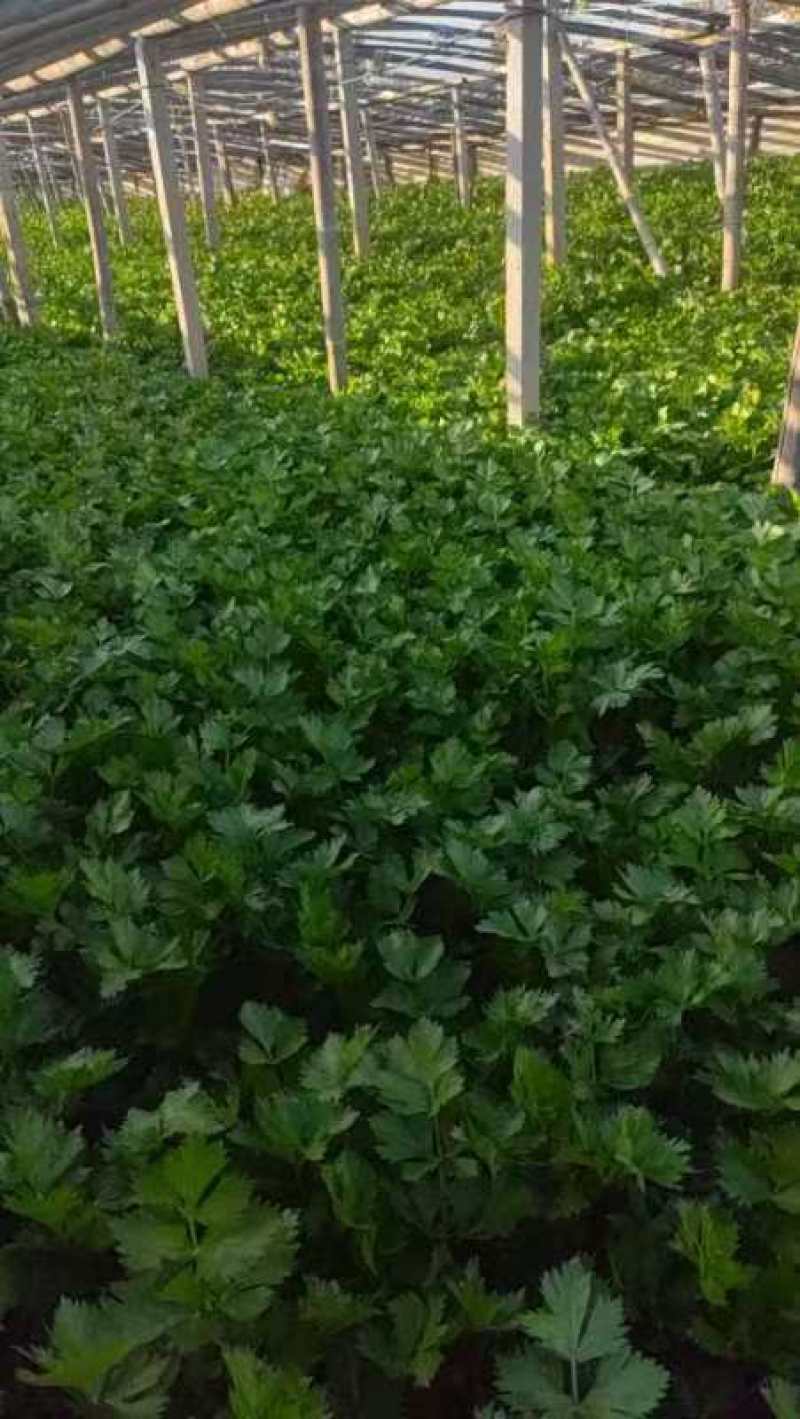 精品芹菜货源充足量大从优质量保证诚信经营欢迎咨询