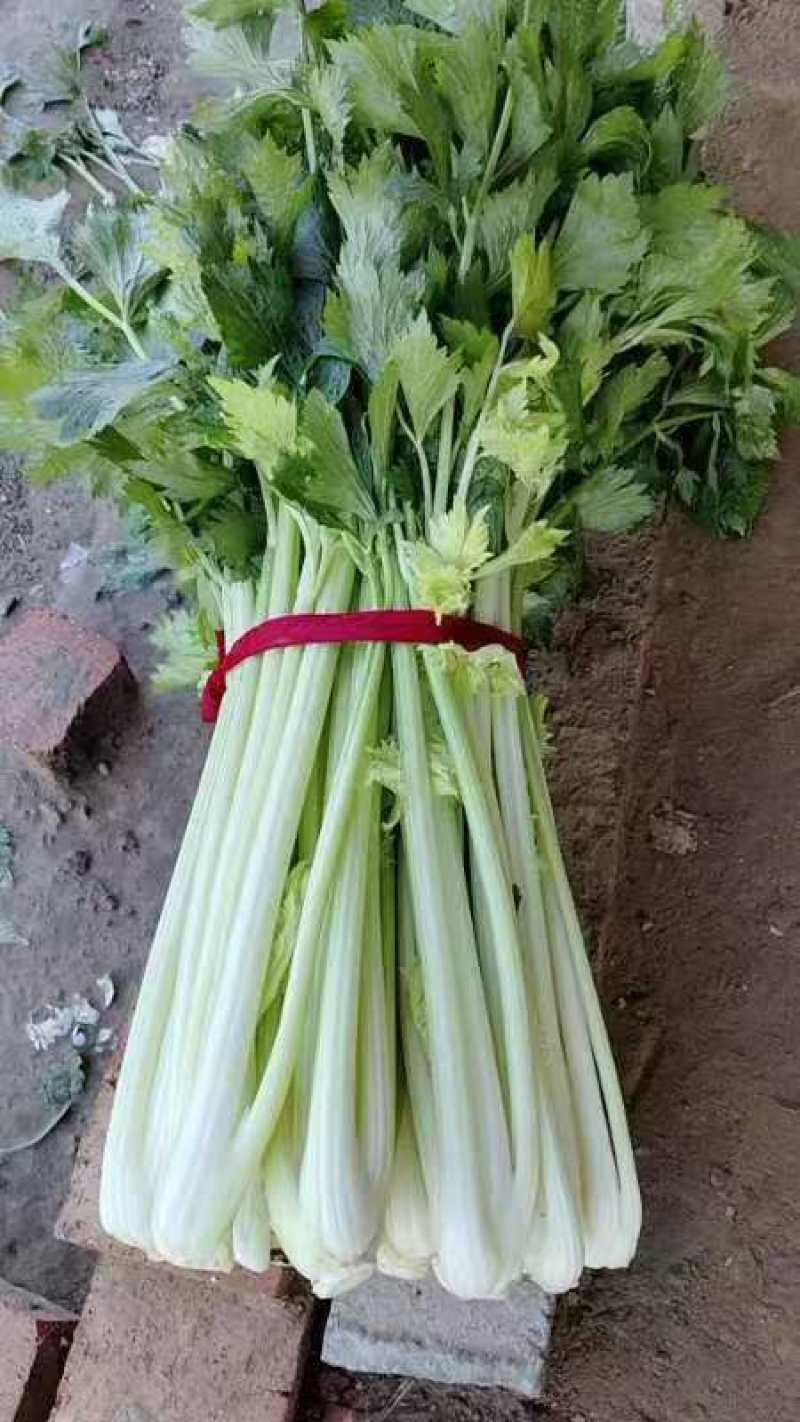 精品芹菜货源充足量大从优质量保证诚信经营欢迎咨询