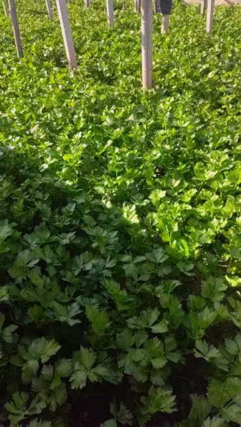 精品芹菜货源充足量大从优质量保证诚信经营欢迎咨询