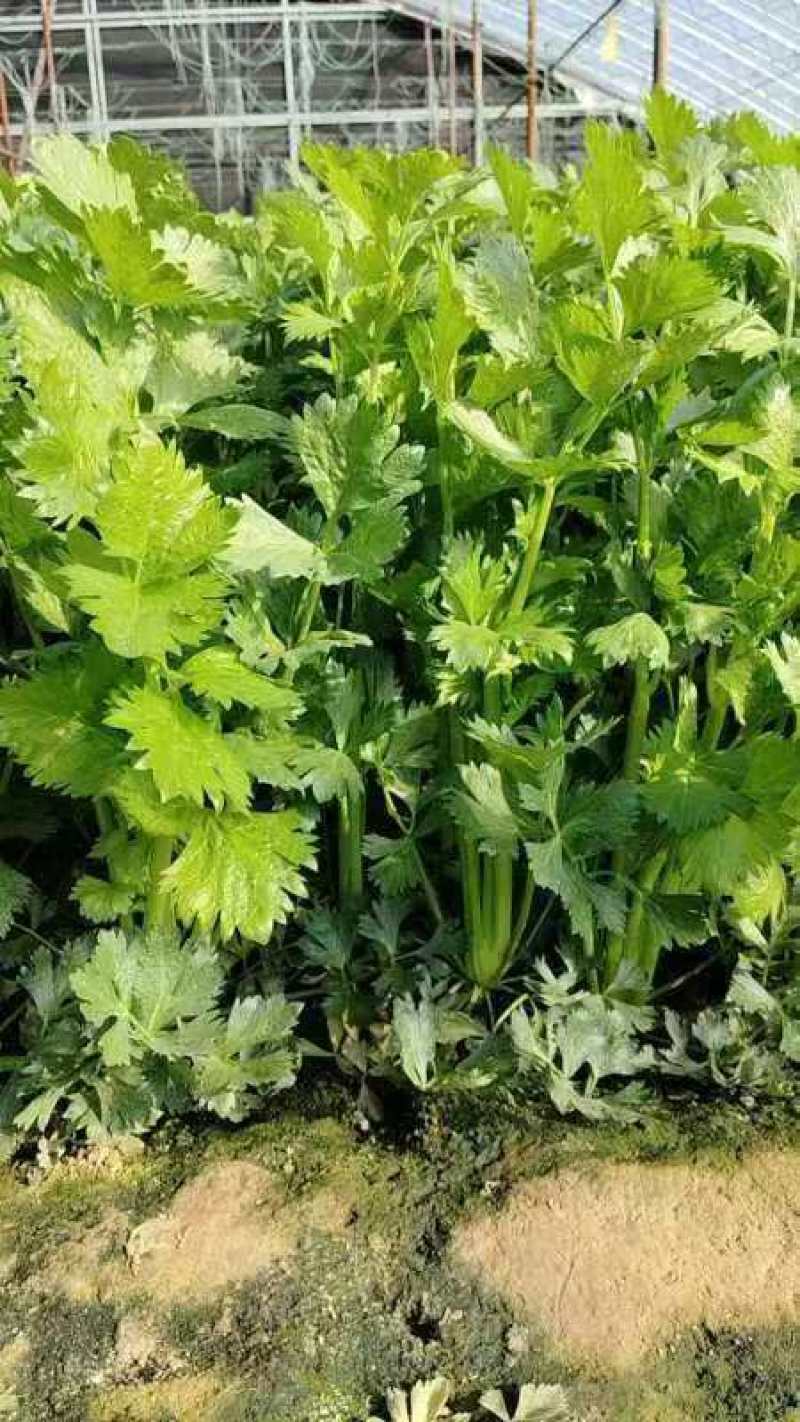精品芹菜货源充足量大从优质量保证诚信经营欢迎咨询