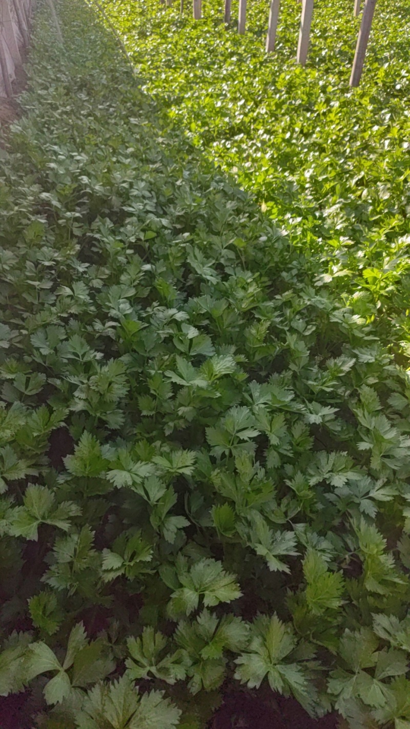 精品芹菜货源充足量大从优质量保证诚信经营欢迎咨询