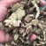溪黄草根香茶菜溪黄草中药材