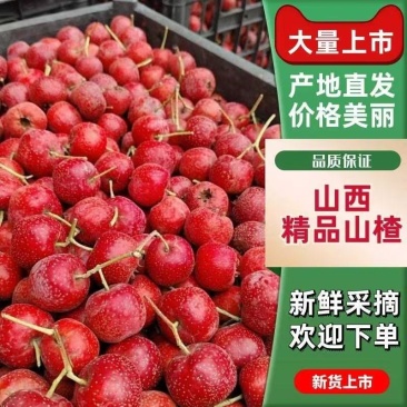 山楂/金星五棱大果/山西山楂/产地直发/全国发货/欢迎来电