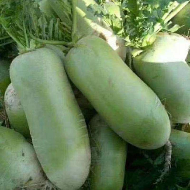 青萝卜白萝卜萝卜，大量上市，货源充足，量大从优价格便宜