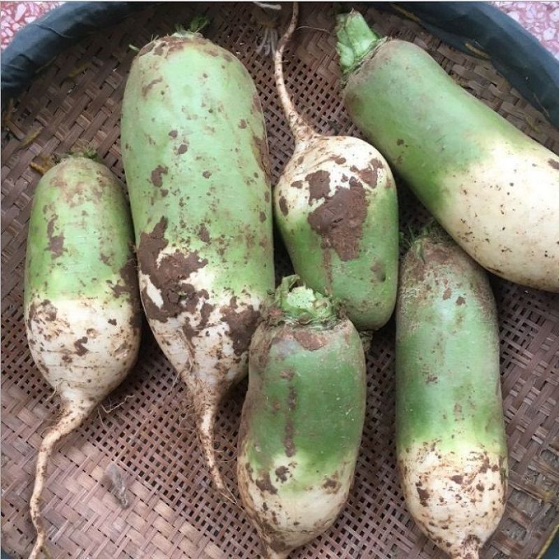 青萝卜白萝卜萝卜，大量上市，货源充足，量大从优价格便宜