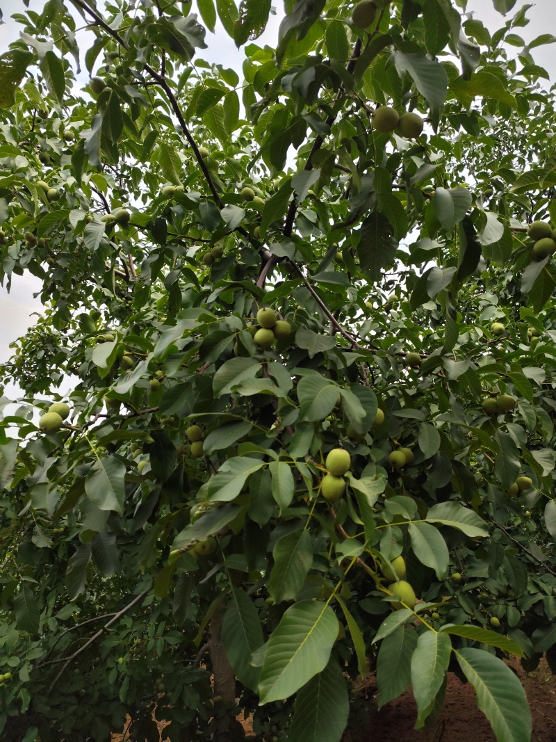 陕西核桃清香核桃，自家种植一手货源，视频看货全国发货