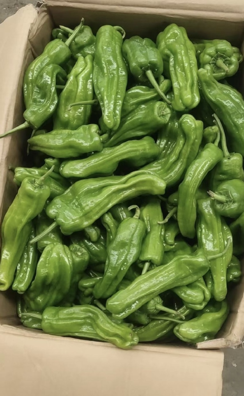 【实力供货】芜湖椒江苏鲜辣椒/货源充足基地直发商超品质