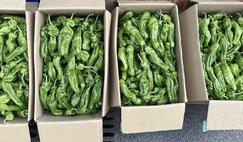 薄皮青椒的外观展示