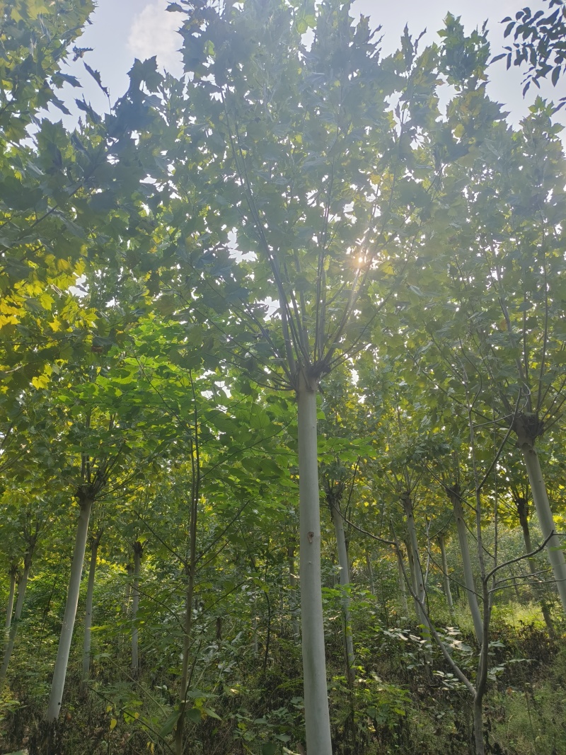 处理照片质量12/15/18法桐，量大优惠
