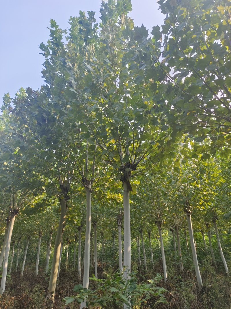 处理照片质量12/15/18法桐，量大优惠