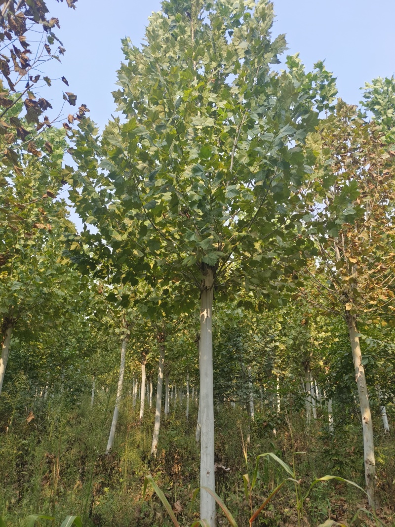 处理照片质量12/15/18法桐，量大优惠