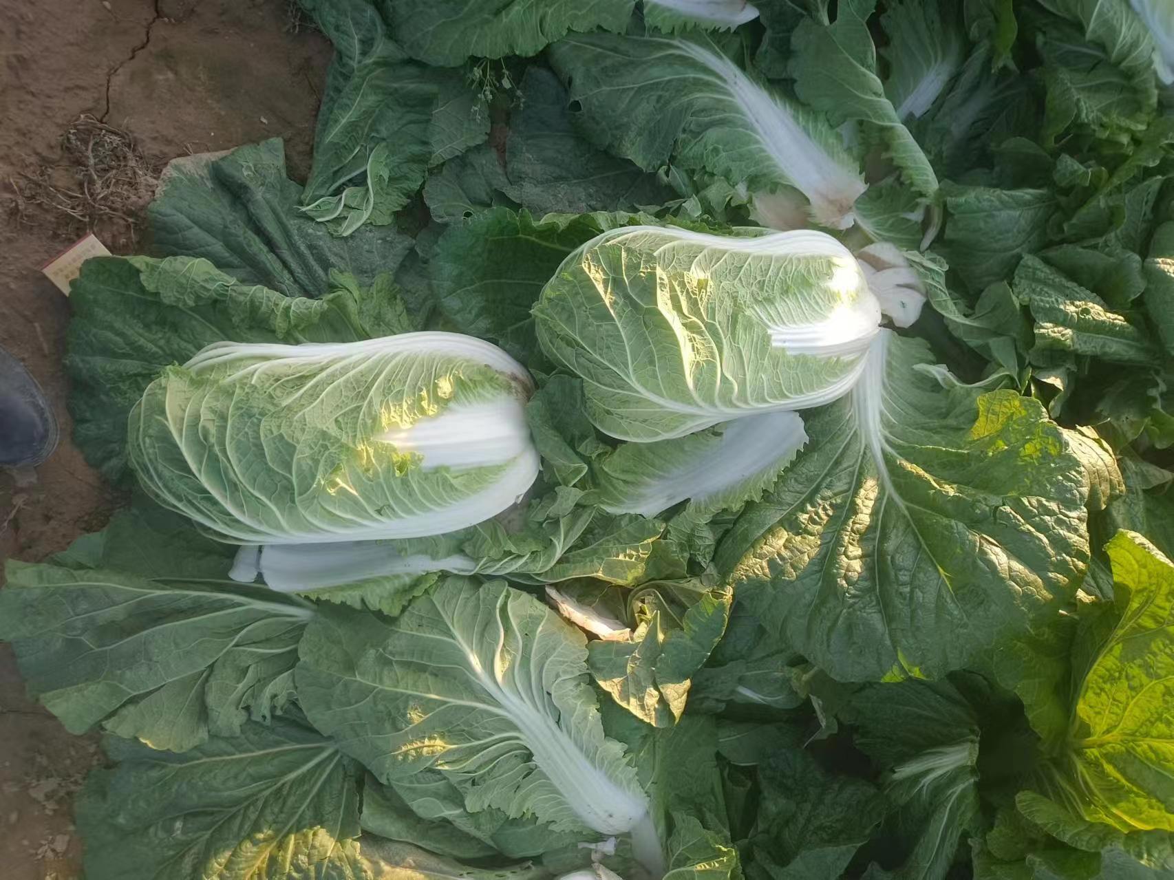 黄心白菜田间成熟图