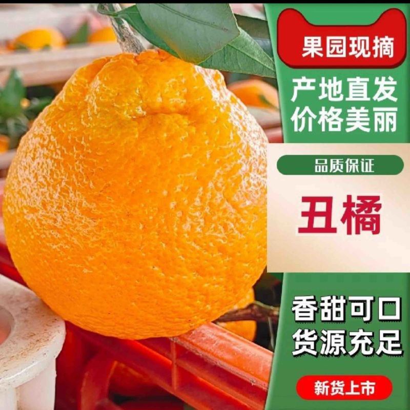 台州涌泉蜜桔丑桔耙耙柑宫川，大丰蜜桔：